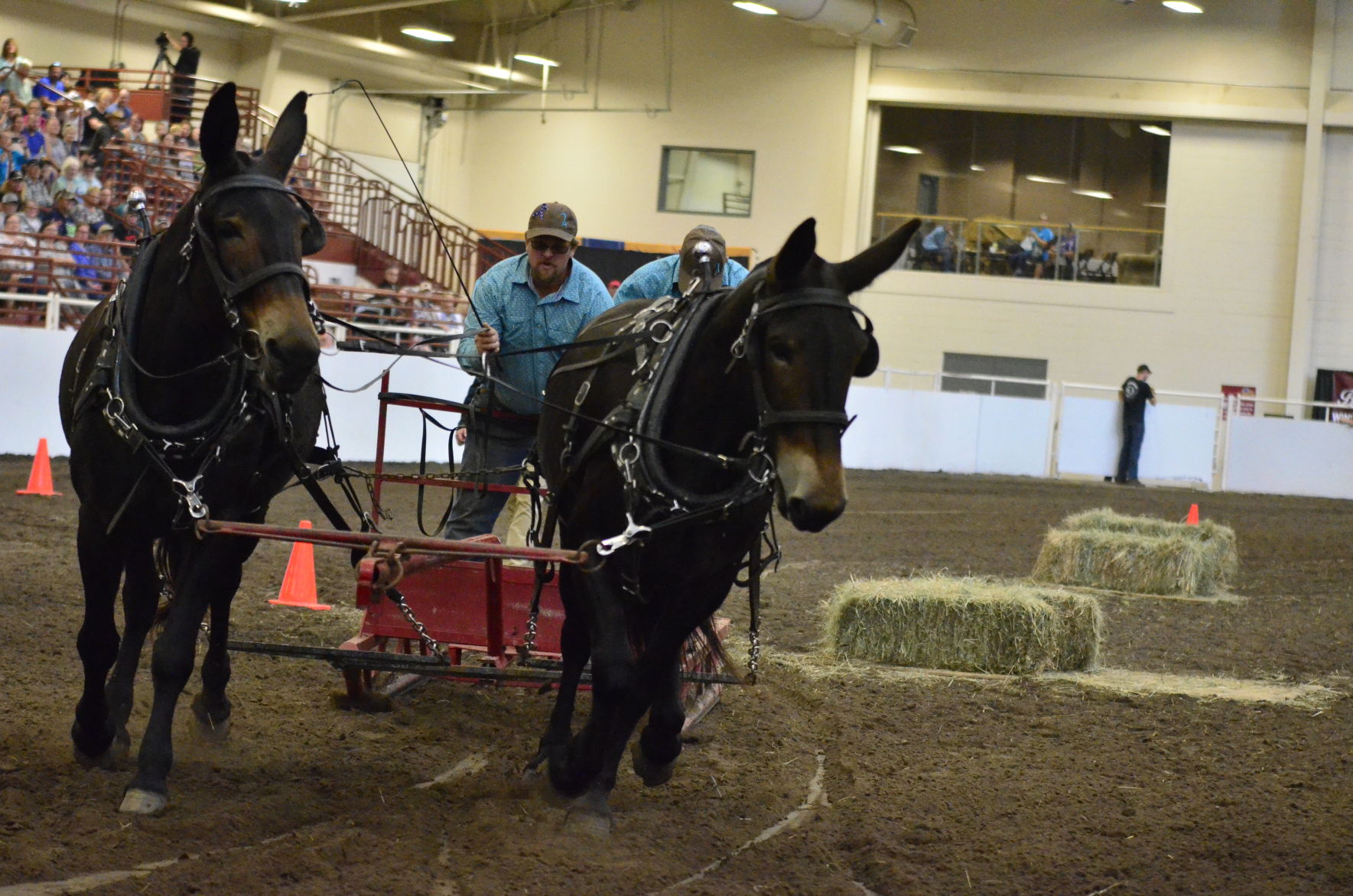 8-25-19 Draft Horse Hitch Final (19).JPG